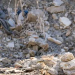 Where Donations for Earthquake Victims Go? (10 Aid Categories)